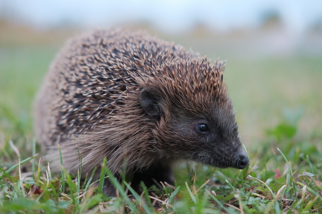 ein Igel