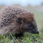 ein Igel