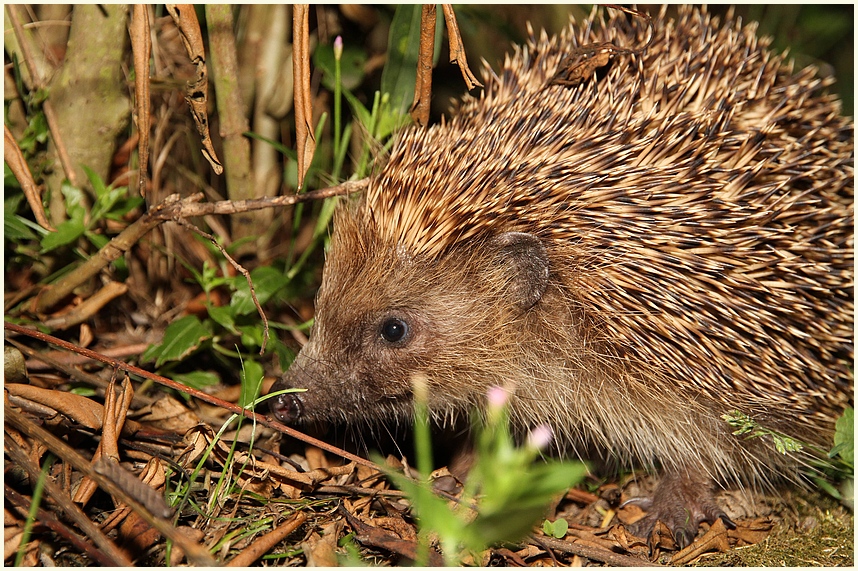 Ein Igel.....