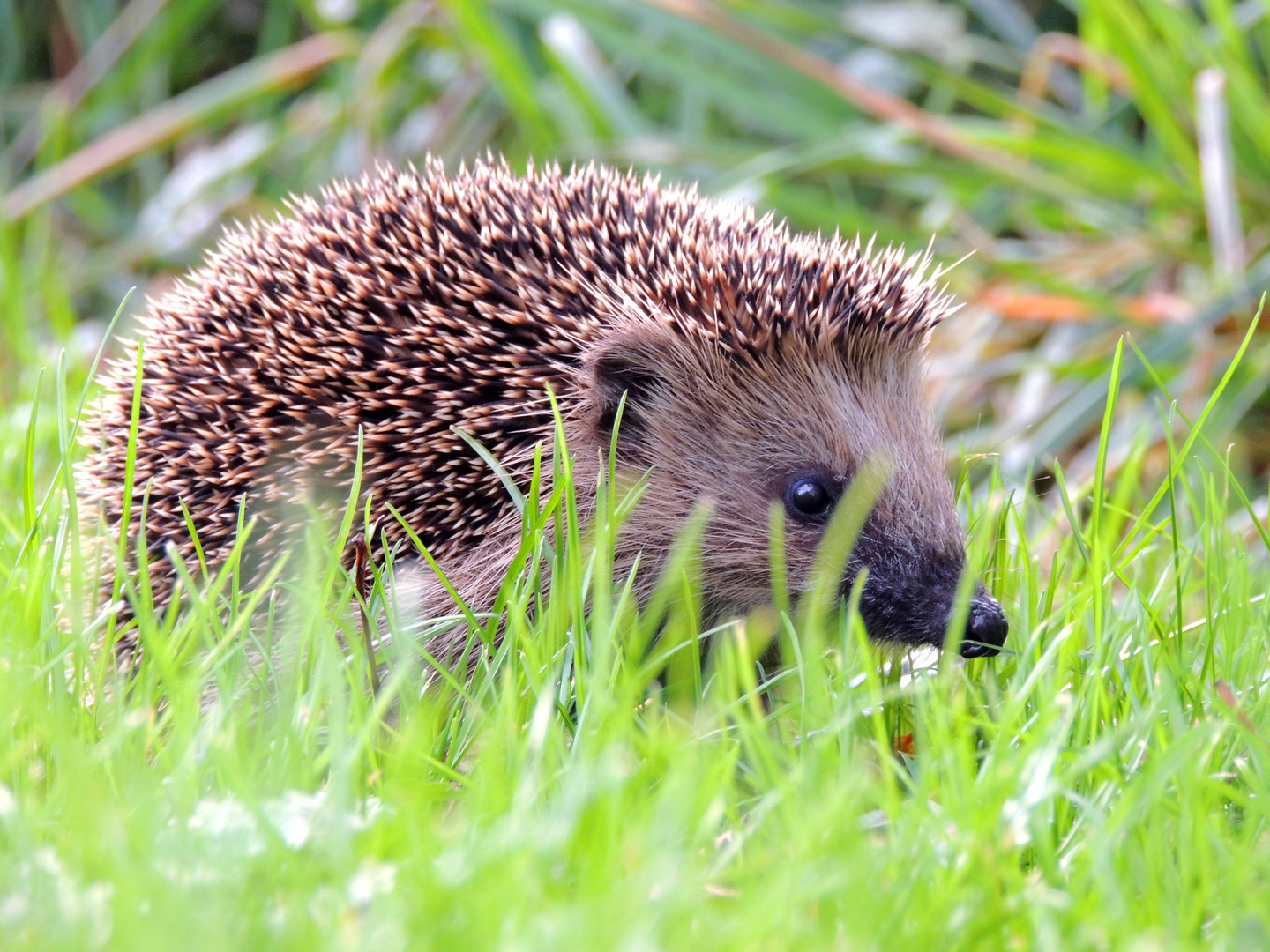 Ein Igel