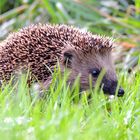 Ein Igel