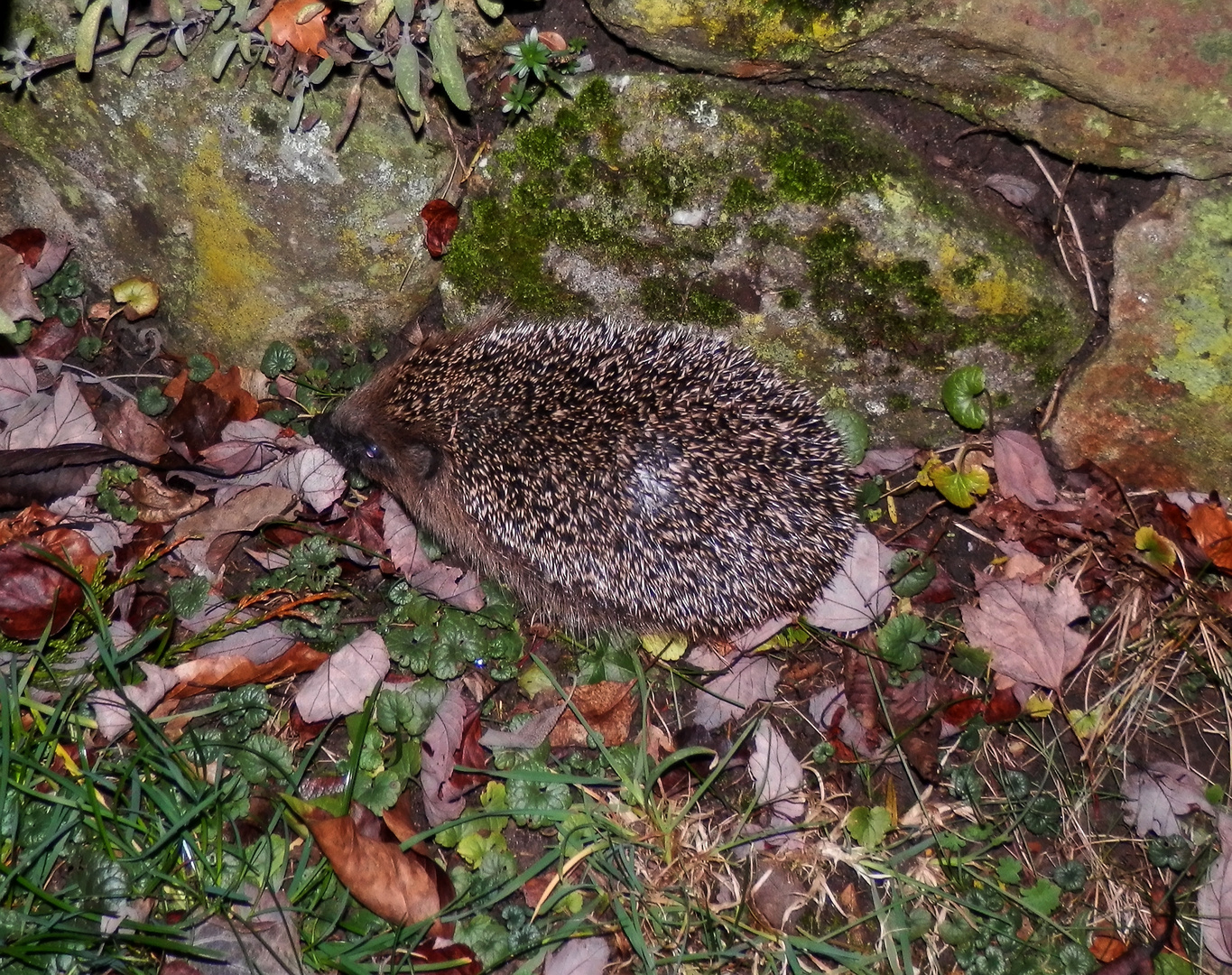 Ein Igel an Weihnachten