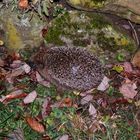 Ein Igel an Weihnachten