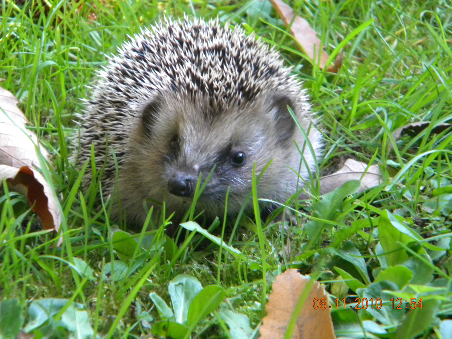 Ein Igel auf Wanderschaft