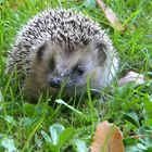 Ein Igel auf Wanderschaft