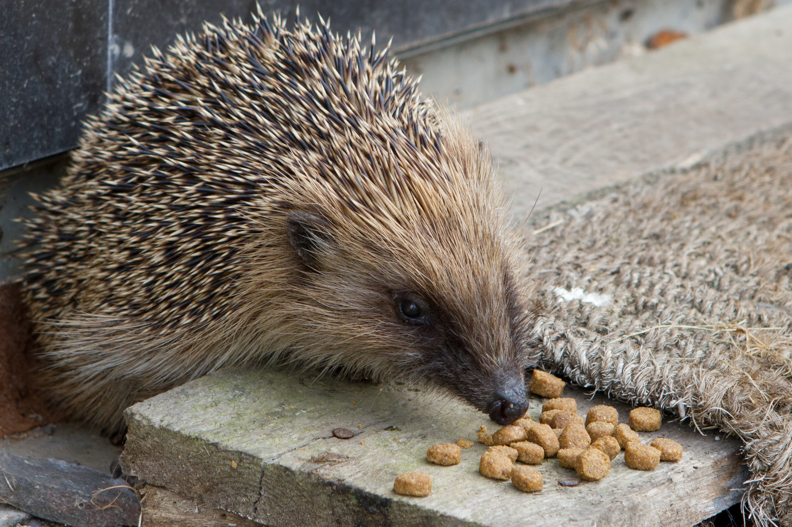 Ein Igel