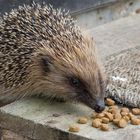 Ein Igel