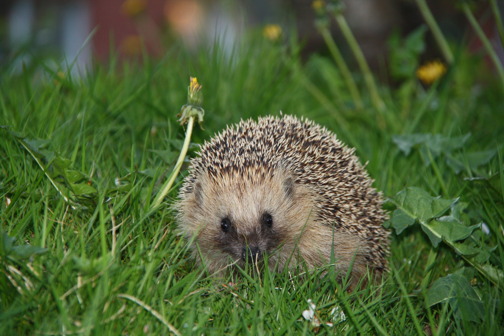 Ein Igel