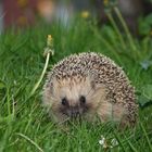 Ein Igel