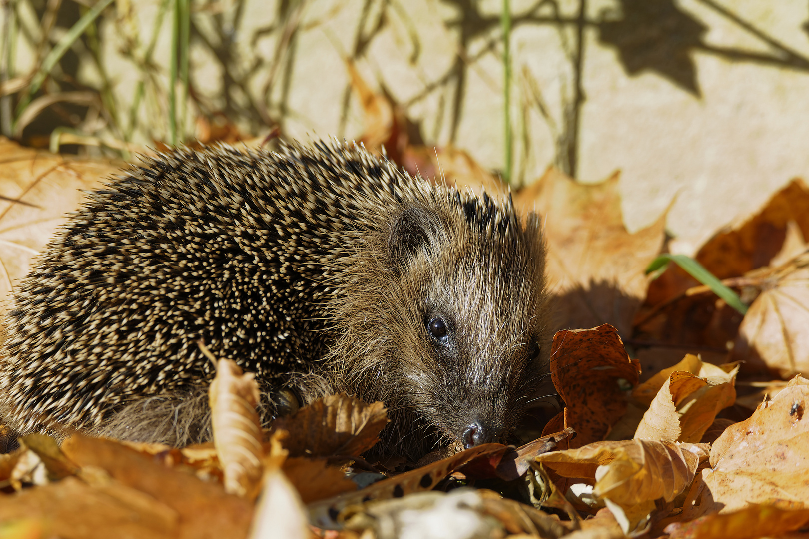 Ein Igel