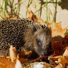 Ein Igel