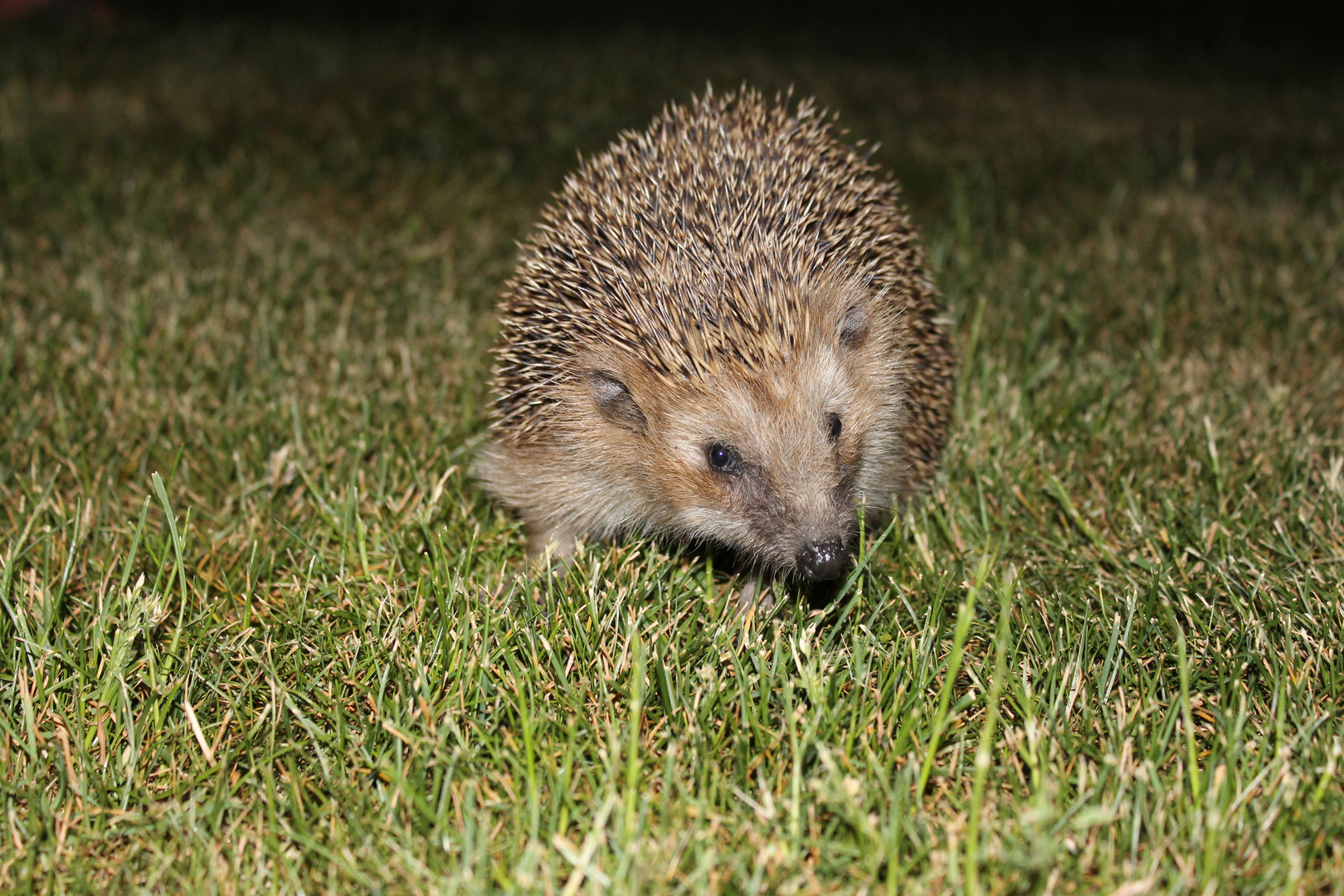 Ein Igel im Garten :)