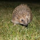 Ein Igel im Garten :)