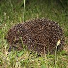 ein Igel im Sommer ...