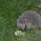 ein-igel-in-unserem-garten-habe-ihm-ein-apfelstueck-hingelegt-9428ec66-8e94-498f-a2d0-e5fd2f60ec8e