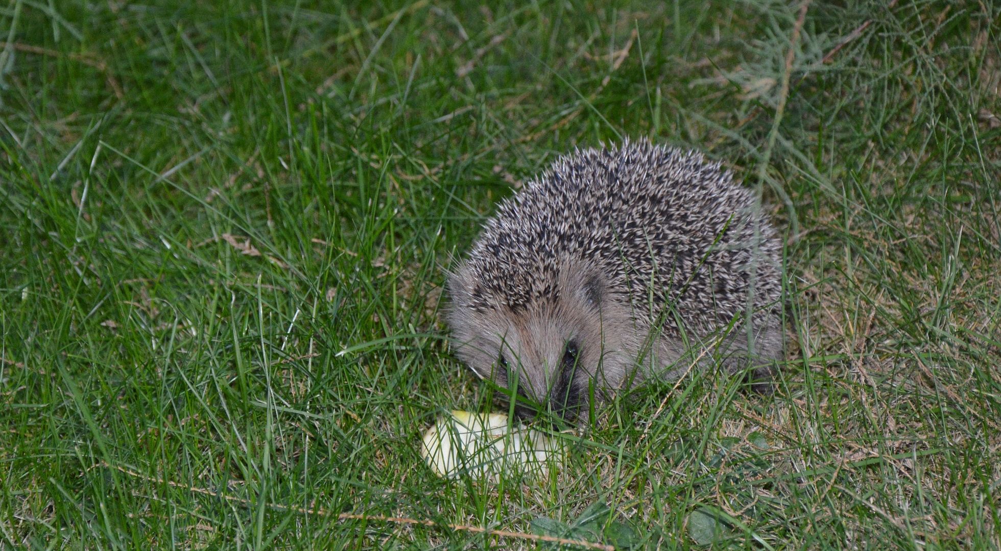 Ein Igel in unserem Garten ... habe ihm ein Apfelstück hingelegt.