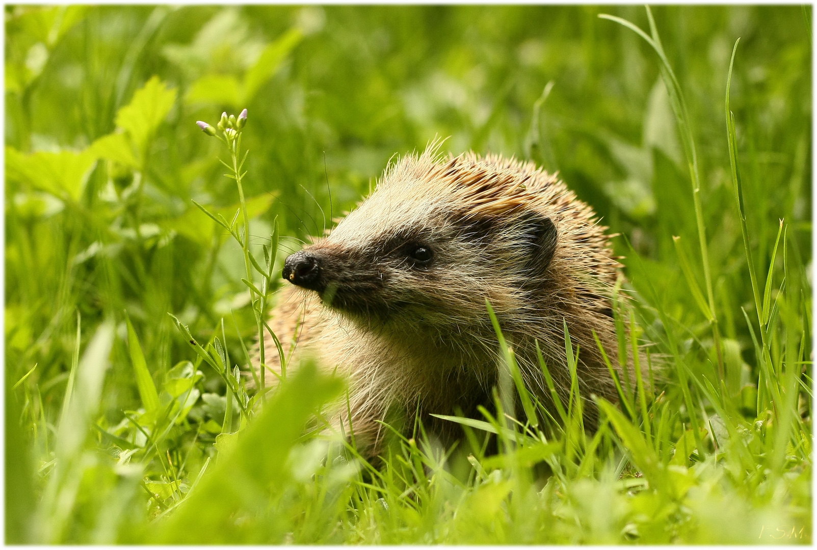 *Ein Igel Namens Didi*