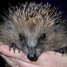 Ein Igel namens Siggi