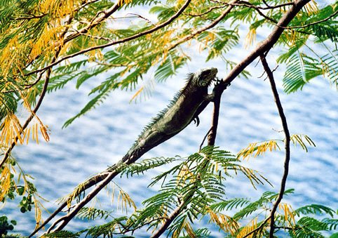 Ein Iguan auf Les Saintes