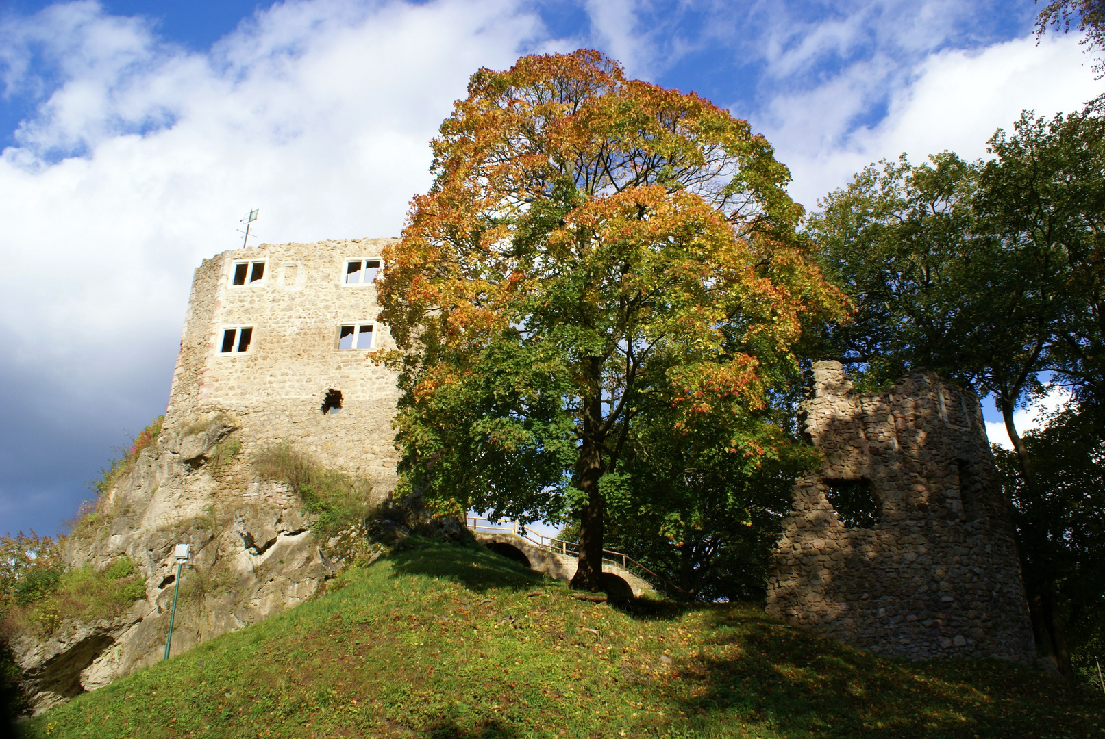 ein imposanter Baum