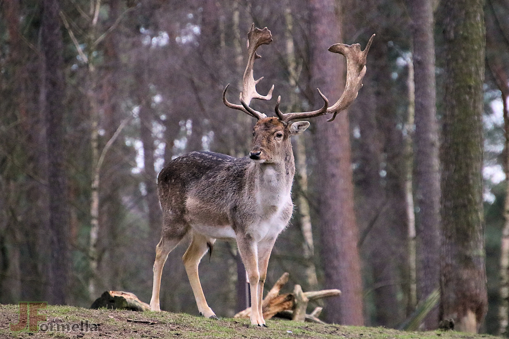 Ein imposanter Hirsch