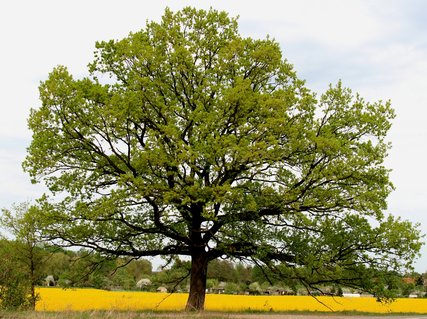 Ein in der Sonne stehender Baum