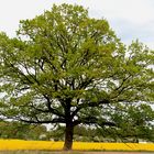 Ein in der Sonne stehender Baum