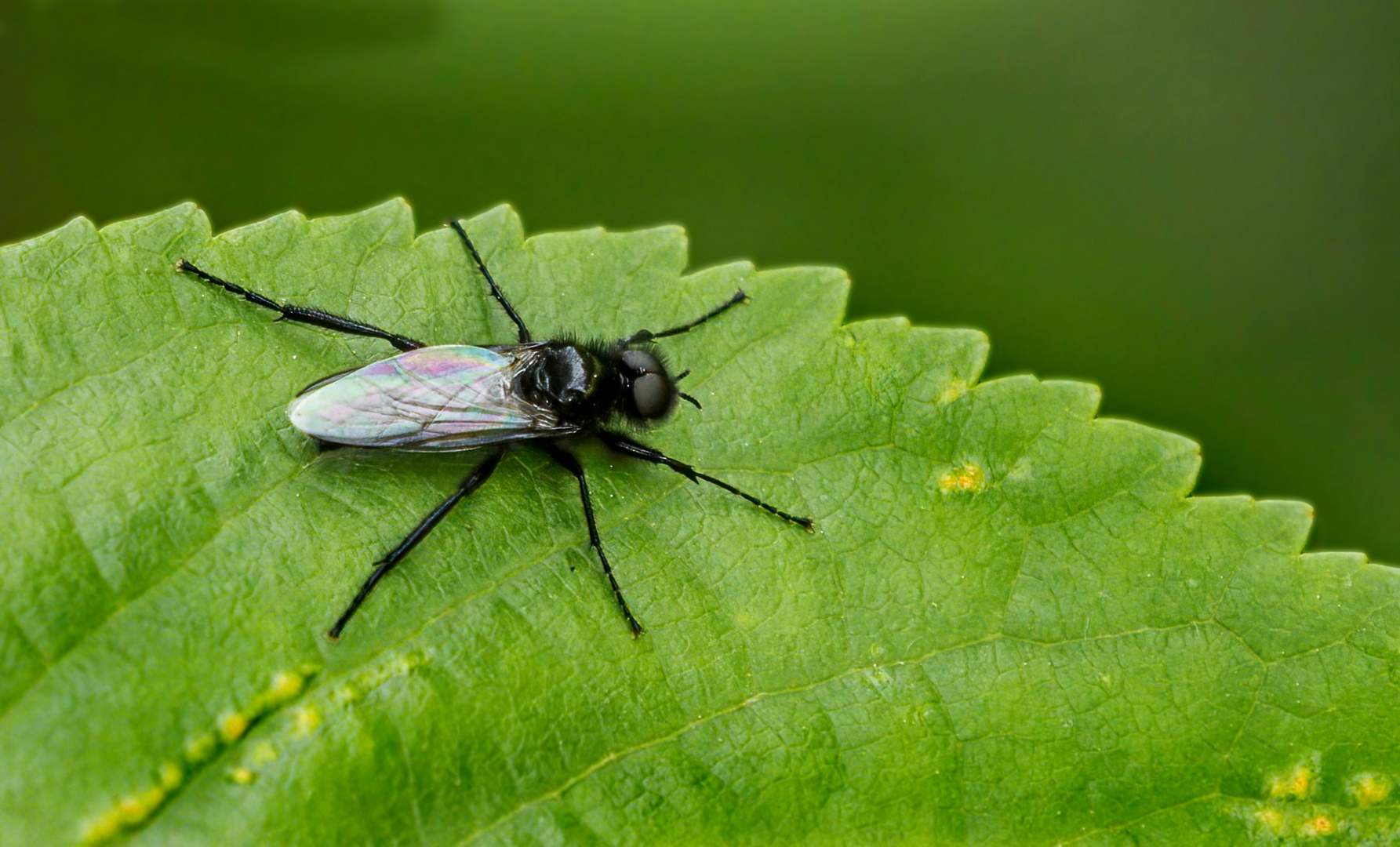 "Ein Insekten Viech"