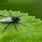 "Ein Insekten Viech"