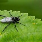 "Ein Insekten Viech"