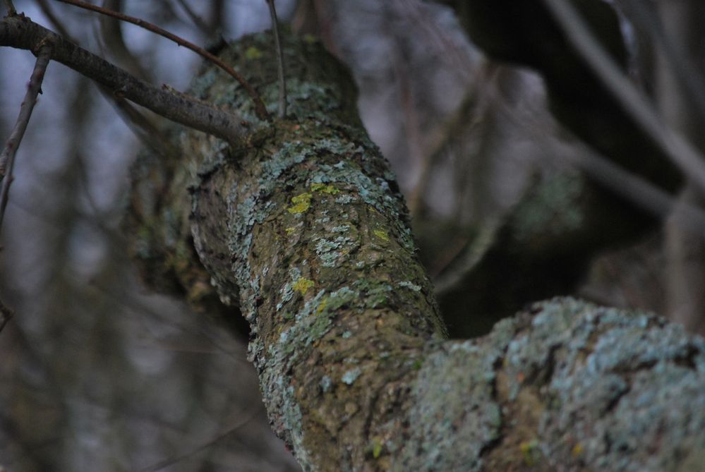 Ein interessanter Baum von clasora 