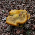 Ein interessanter Pilz ,gesehen in Tversted Klitplantage.