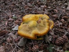 Ein interessanter Pilz ,gesehen in Tversted Klitplantage.