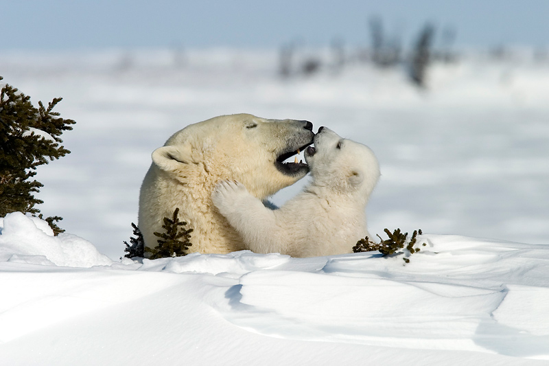 Ein intimer Moment im Familienleben der Eisbären