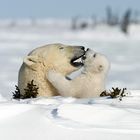 Ein intimer Moment im Familienleben der Eisbären