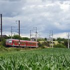 Ein IR Trier-Luxemburg durchpflügt ein Maisfeld bei Roodt/Syre