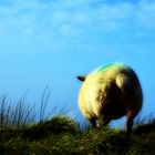 ein irisches Schaf...