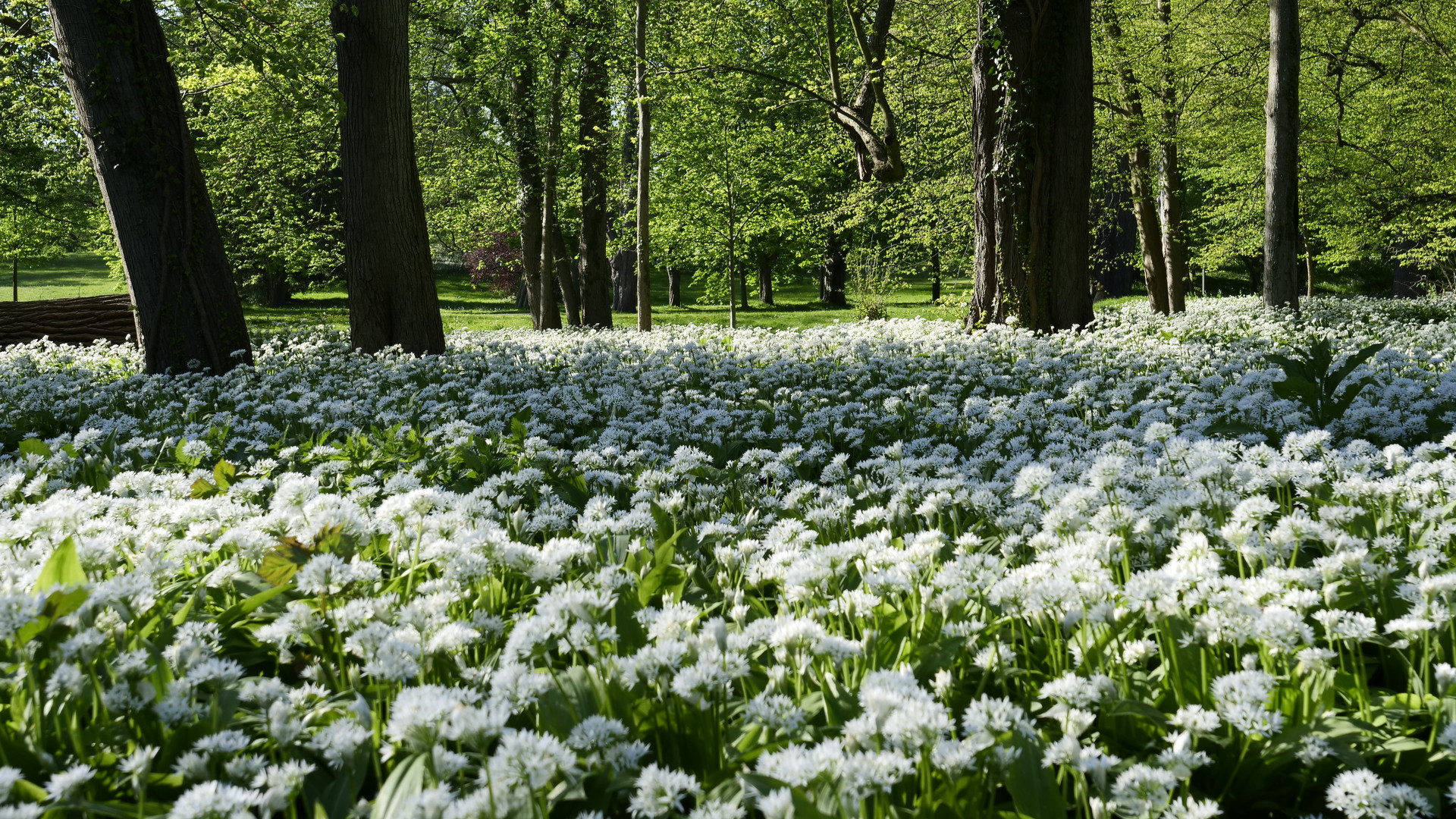 Ein irrer Duft auf der Wiese