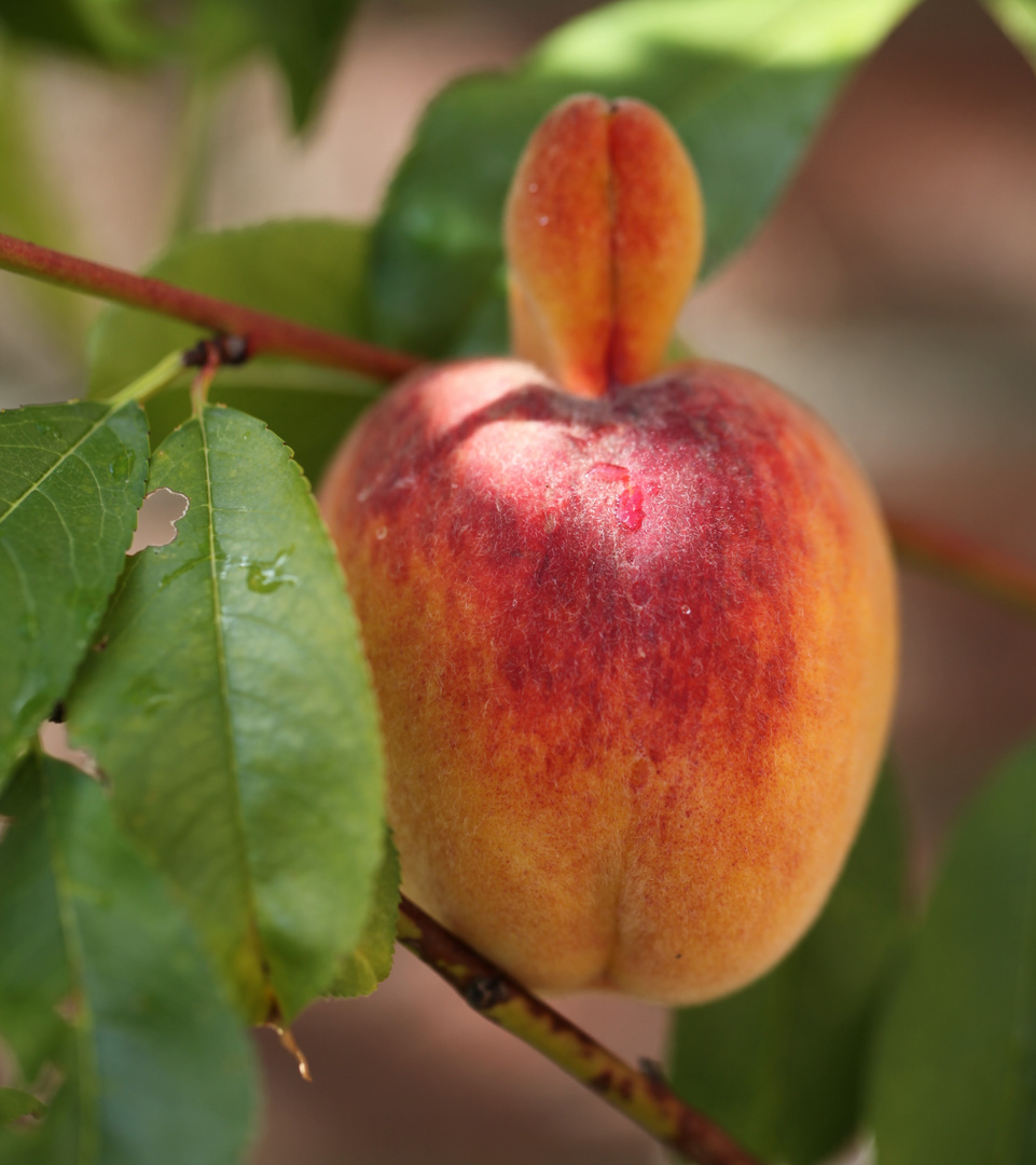 Ein Irrtum der Natur !