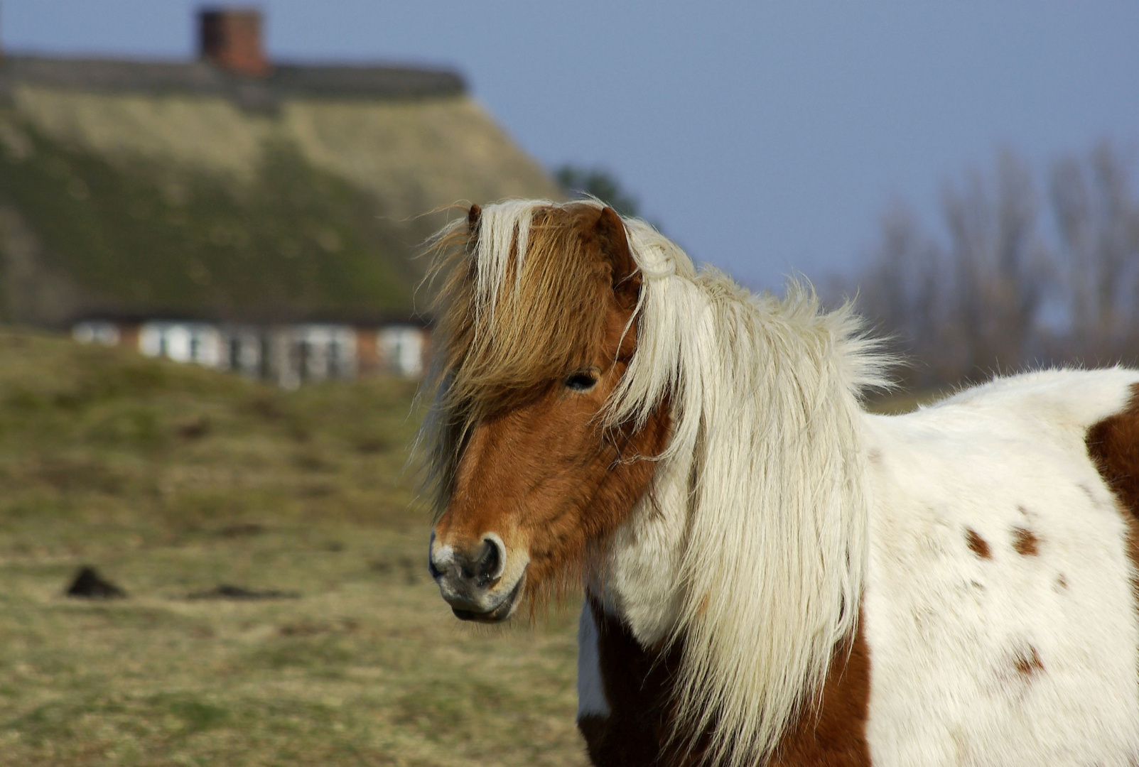 Ein Isländer auf Amrum