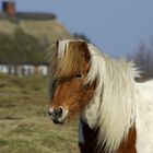 Ein Isländer auf Amrum