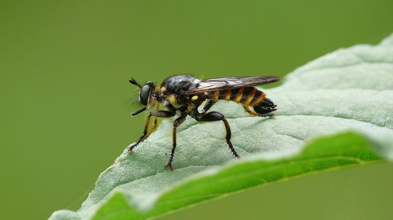 Ein Jäger auf der Pirsch