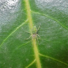 Ein Jäger beim Ansitz - die Spinne Nigma (=Heterodictyna) walckenaeri