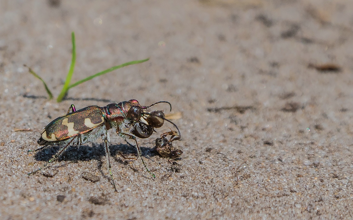 Ein Jäger... der Dünen-Sandlaufkäfer