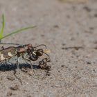 Ein Jäger... der Dünen-Sandlaufkäfer