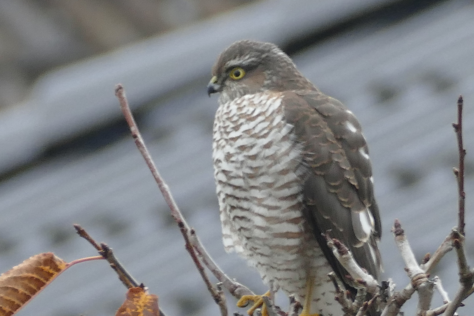 ein Jäger im Hausgarten