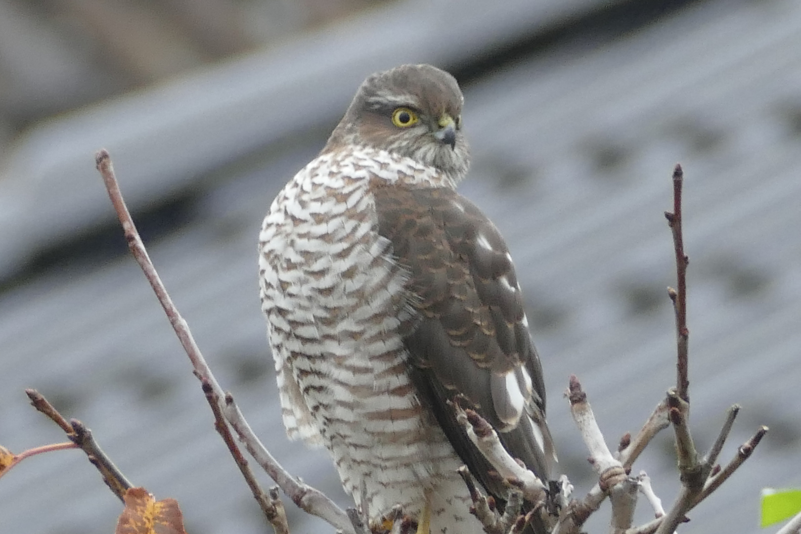 ein Jäger im Hausgarten