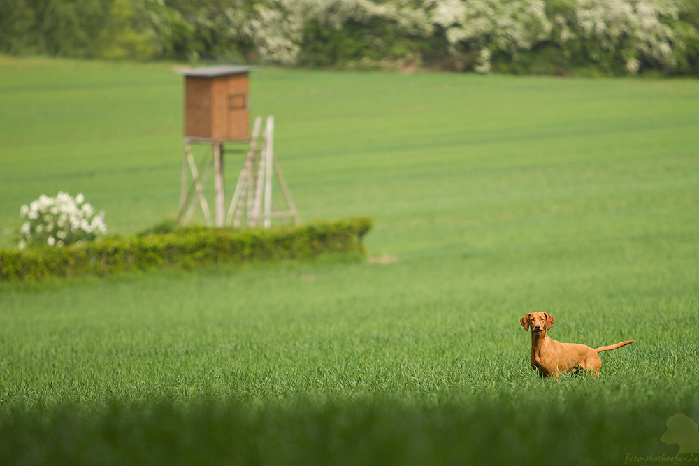 Ein Jagdhund durch und durch