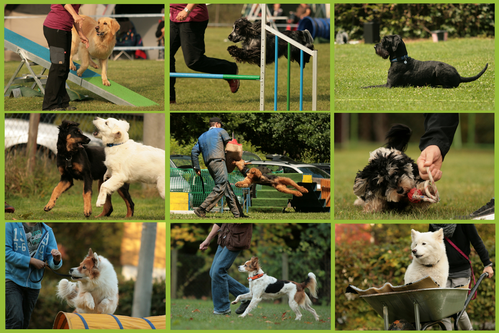 ein Jahr Hundesport in unserem Verein