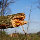 Ein Jahr nach dem Sturm in der Elfringhauser Schweiz